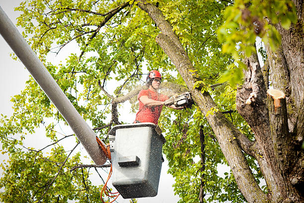 Best Tree Disease Treatment  in Mercer, PA