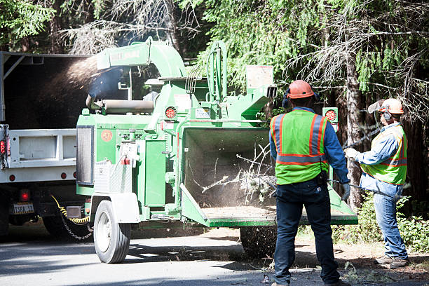 How Our Tree Care Process Works  in  Mercer, PA